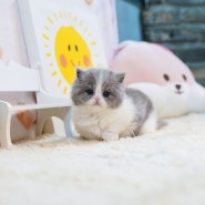 대구 먼치킨 나폴레옹 먼치킨숏레그 캐터리 분양해용 ~ 이쁘고 건강한 고양이는 분양샵 위너펫 ! (포항,진주,구미)