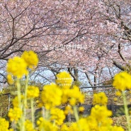 2024 일본 도쿄 마츠다 벚꽃축제정보 현재 벚꽃개화상황