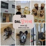 *[고양/지축] - 'DAL 달 카페' (직접 로스팅 한 커피 맛집/수제 디저트 카페) : 마루도 함께🐶