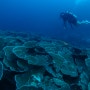 [필리핀/보홀] 보홀 다이빙 양배추 산호 포인트 와 발리카삭