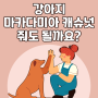 강아지 마카다미아 캐슈넛 줘도 될까요?