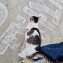 속초 아바이마을 우연히 만난 길거리 고양이 귀여운 길냥이
