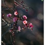 양산 통도사 홍매화 (자장매 ) 봄소식