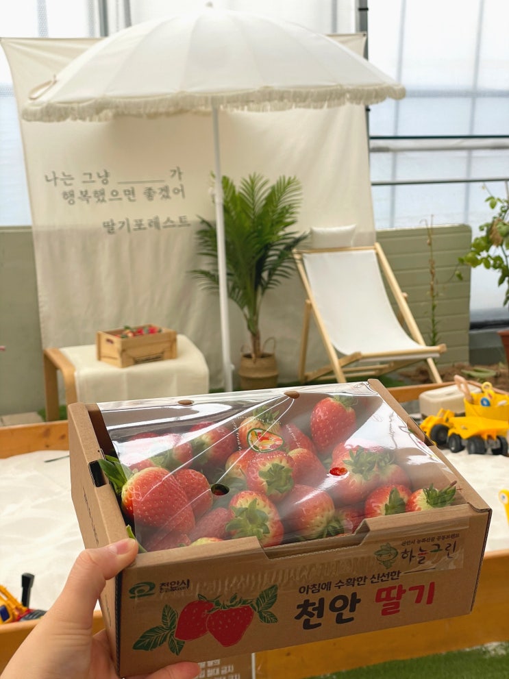 딸기 포레스트 : 천안 아기랑 딸기 체험 농장
