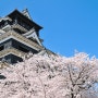 2024 일본 벚꽃 개화시기 및 꼭 놓치지 말아야 할 장소 추천!