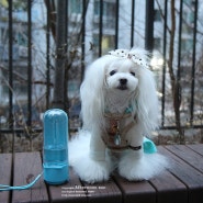 씬바이 리치독스 강아지 접이식 휴대용 물통 사용후기