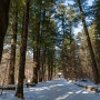 겨울 설경 도깨비 촬영지 오대산 월정사 전나무 숲길 겨울 산책