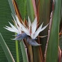 키가 무척 큰 식물인 큰극락조화 (Strelitzia nicolai)