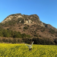 1월 2월 겨울 제주도 유채꽃 시기 명소 [산방산 유채꽃밭]