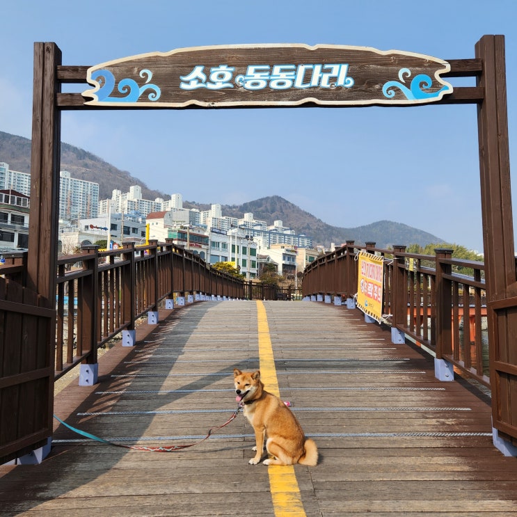 여수 소호동동다리 강아지 산책 현지인이 즐겨찾는 장소 애견동반