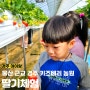 울산 근교 경주 딸기체험 키즈베리 아이랑 딸기따기