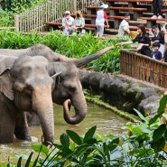 [25일차] 싱가포르동물원, 리버원더스, 플라워돔, 포레스트 클라우드