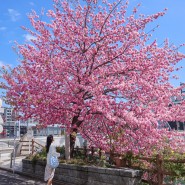 후쿠오카 근교 여행 코스 다자이후 텐만구 가는법 매화 일본 벚꽃 개화시기