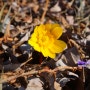 봄마중 떠나자 [ 복수초 얼음새꽃 ] 최유리 숲
