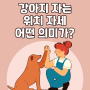 강아지 자는 위치 자세 어떤 의미가?