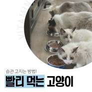 의왕 동물병원 고양이가 밥을 빨리 먹는다면?