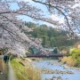 일본 봄 여행 | 2024 최신 일본 벚꽃 개화시기, 벚꽃 놀이 추천 명소 알아보기(도쿄, 오사카, 후쿠오카, 나고야, 삿포로)