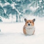 [강아지 정보] 추운 날씨에 산책을 나가도 되는걸까?