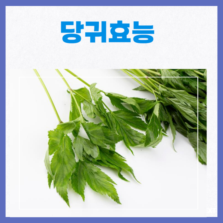 당귀 효능 부작용 당귀잎 : 네이버 블로그
