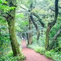 제주도 걷기좋은 숲길 제주 비자림 숲 입장료 소요시간