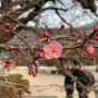 [양산] 2월인데 꽃 구경 하세요🌸 :: 양산 통도사 홍매화 (240211 개화상태)