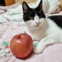 고양이사과 먹어도 될까 사과씨 시안배당체 주의하자