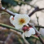 봄의 꽃 매화 백매 홍매 청매실 황매실 나무