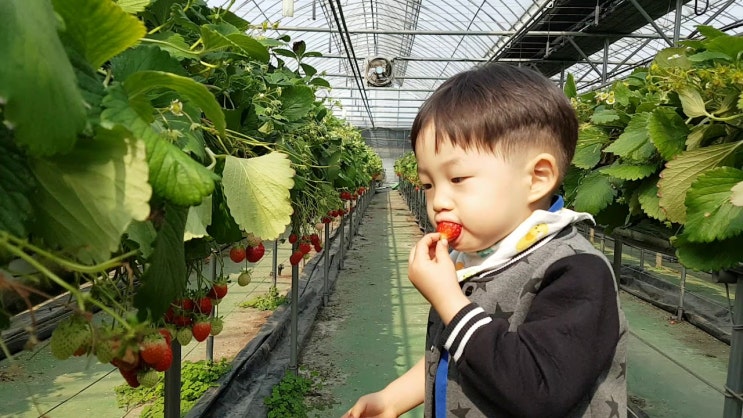 인천 딸기체험농장에서의 즐거운 하루! "딸기의하루" 견학 후기