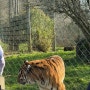 영국 근교 윈체스터 동물원 Marwell Zoo 마웰동물원 뿌시기