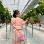 (경기도 양평) 아이와가볼만한곳 주말 딸기농장체험 양평딸기숲 찐후기