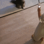 버디부 트윙클낚시대 반짝반짝 빛나면서 호기심을 유발시키는 고양이레이저