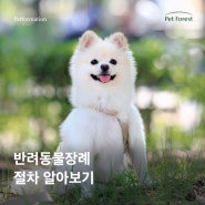 반려동물장례 강아지장례 절차 알아보기