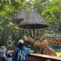 [중국/광저우] 판다를 볼 수 있는 중국 최대의 동물원 창룽동물원 Chimelong Safari Park 추천 및 후기