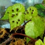 begonia ferox