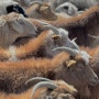 Source of Inspiration : cashmere goat's horns