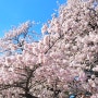 최신정보 2024 일본 도쿄 벚꽃 개화시기 만개시기 벚꽃 명소 구글맵링크 ( 3월 4월 일본여행 도쿄여행 추천 준비물)