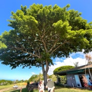 하와이 8박 10일 신혼여행ㅣ4일 차ㅣ빅아일랜드 당일투어(원더풀하와이)ㅣ코나조 커피농장ㅣ로얄 코나 커피 농장ㅣ미국 사우스 포인트ㅣ푸날루 베이크샵ㅣ블랙샌드비치ㅣ화산 국립 공원