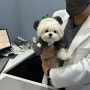 24시 강남동물병원 , 강아지 슬개골탈구 진료받은 후기