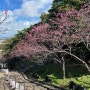 [린다116] 오키나와 일상 - 오키나와 남부의 벚꽃