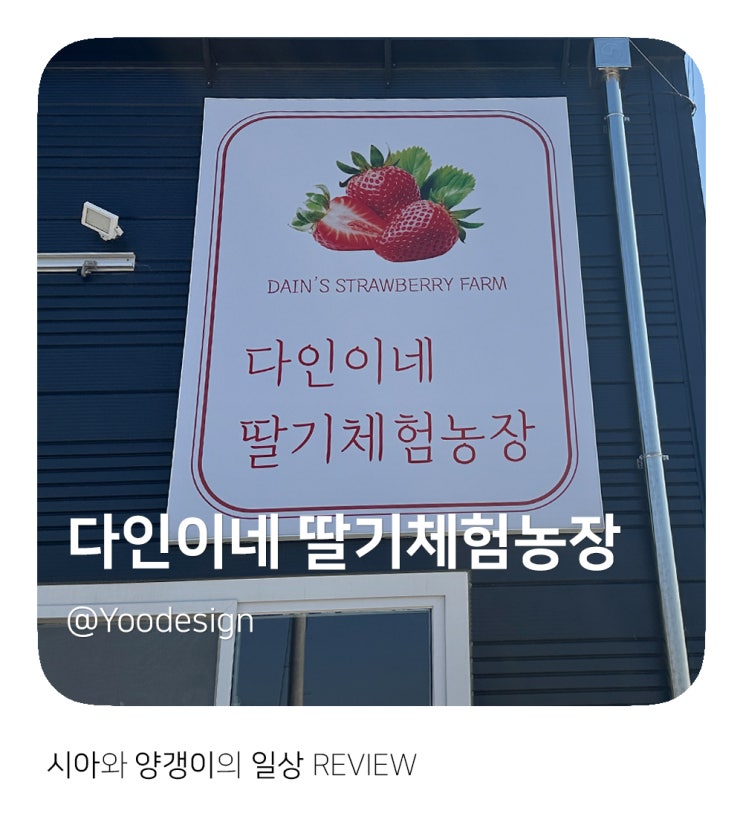 38개월 아이와 함께 딸기 따기 체험! 다인이네 딸기농장