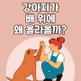 강아지가 배위에 왜 올라올까?