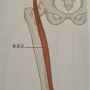 [복현점] 봉공근 (넙다리빗근, sartorius muscle)