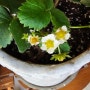 천연미네랄 함유식물영양제 오투세이프F100으로 한겨울 아파트 거실에 딸기 꽃 피우다