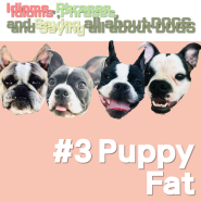 댕댕이 영어 Puppy Fat