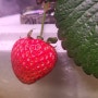 [원예] 딸기 재배 (2) - 첫 시식