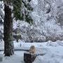 [애견먼지]먼지의 24년도 1월 19일 - 1월 20일 강릉 여행하는 강아지