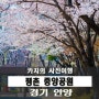 평촌 중앙공원-벚꽃 핀 풍경