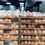 트레이더스 빵 케이크 베이커리 전품목 가격
