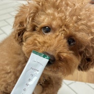 강아지유산균 장건강과 면역력에 좋은 간식 샤프리슈 유산균 스틱