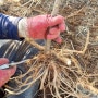 뿌리 번식을 위한 두릅나무 종근 채취 및 보식 작업